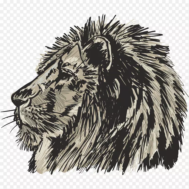 狮子猫科素描-狮子