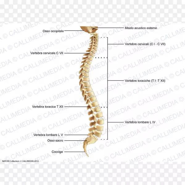 脊柱关节无脊椎动物解剖人体骨骼