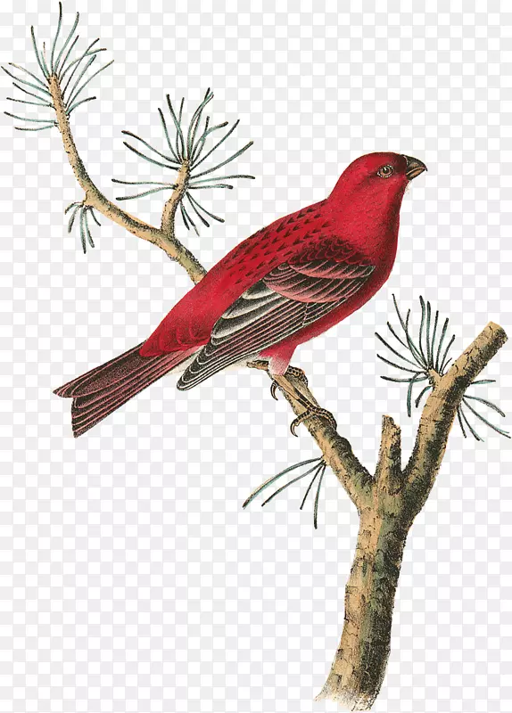 美洲鸟喙，普通羽绒被杜鹃-红松油