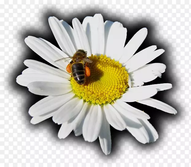 蜜蜂、牛眼、雏菊、罗马甘菊、菊花-PNG Girassol