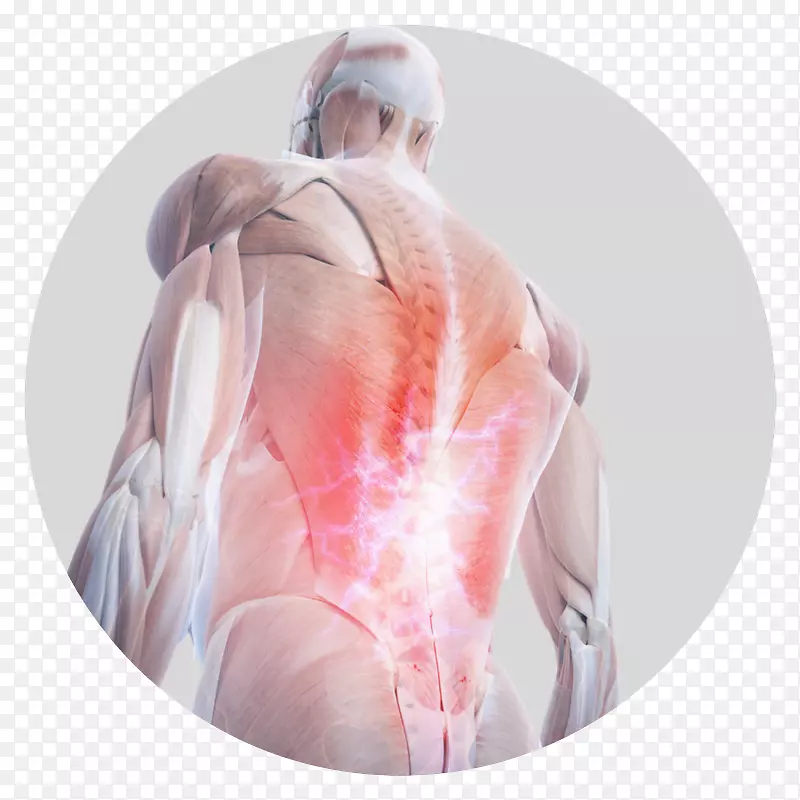 脊柱疼痛人背部人体解剖人体背痛