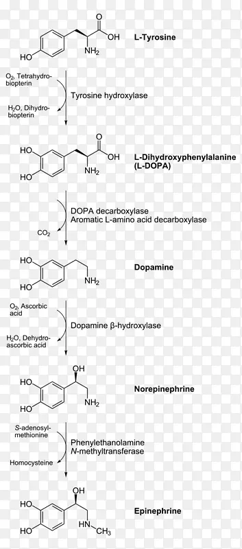 儿茶酚胺肾上腺素、多巴胺生物合成化学合成
