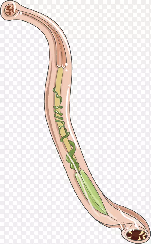钩虫感染十二指肠钩虫坏死器智人
