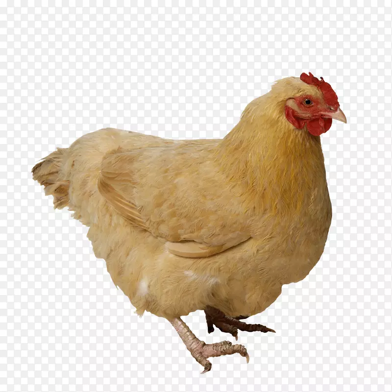 脆脆炸鸡咖喱kadaknath鸡作为食物家禽-鸡蛋