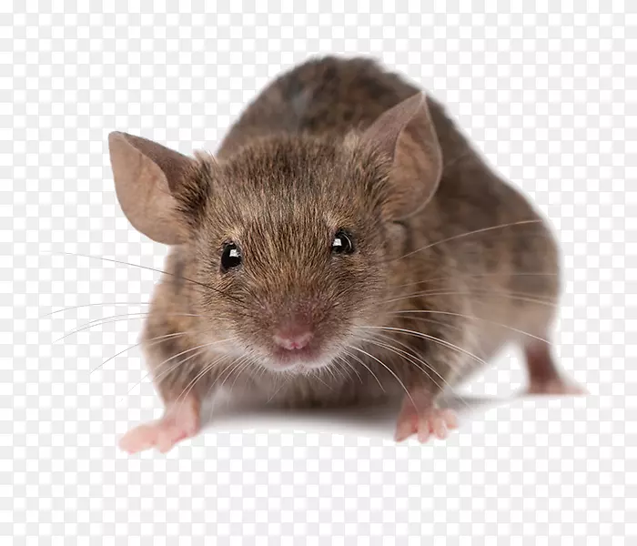 鼠棕色大鼠和小鼠虫害防治-小鼠