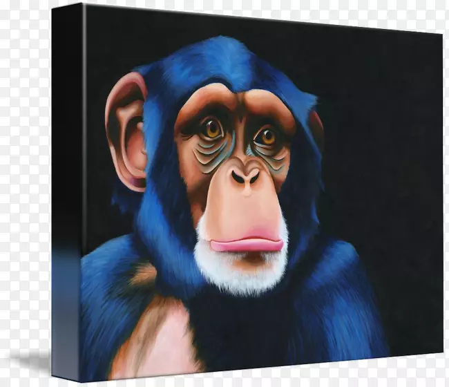 普通黑猩猩大猩猩画廊包猴子肖像-大猩猩