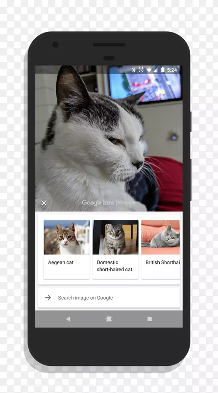 智能手机谷歌镜头谷歌相机谷歌像素-国内短毛猫