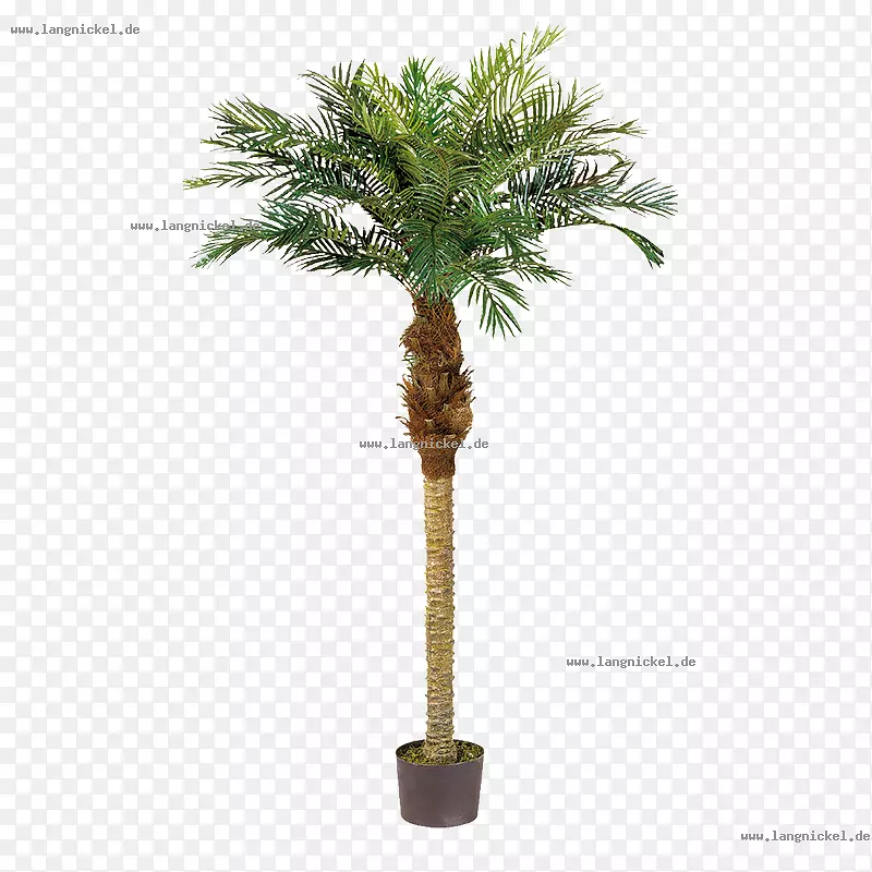 摄影免费绿色亚洲棕榈树