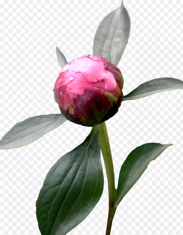 牡丹桌面壁纸电脑图标-花