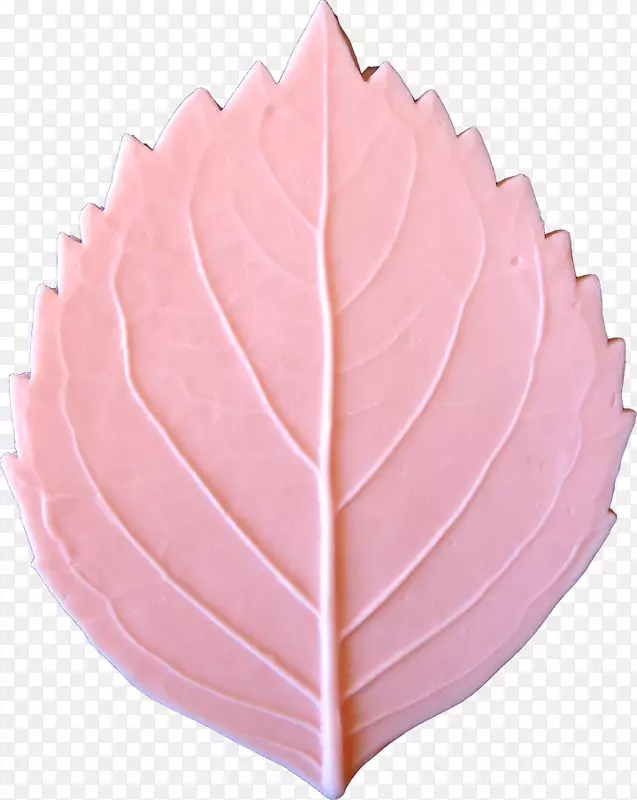 枫叶花瓣豌豆绣球叶