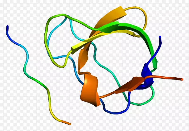 CD2AP蛋白基因SH3结构域染色体6-VEGF受体