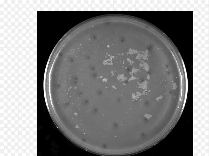 餐具-噬菌体