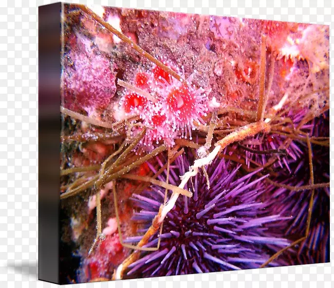 海胆海洋生物学紫