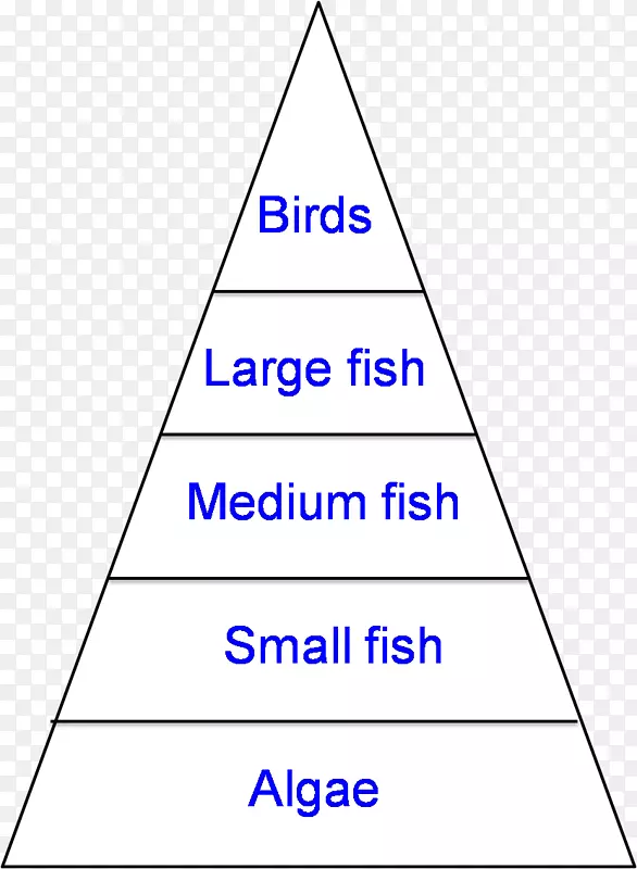 池塘生态金字塔食物链生态系统-能量