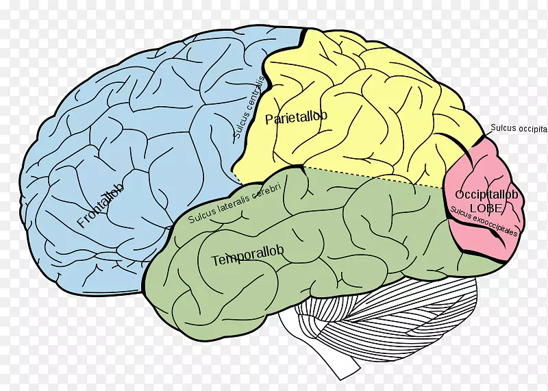 人脑人体大脑儿童脑