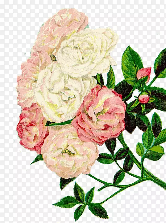 花园玫瑰花卷心菜艺术插花