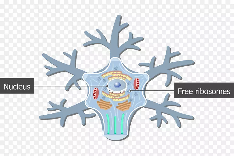 躯体运动神经元神经系统-体细胞