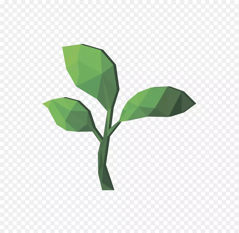 叶植物茎叶