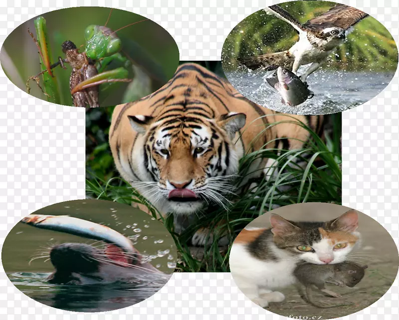 虎猫野生动物陆生动物-老虎