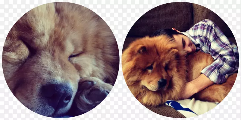 犬种小狗运动团体-小狗