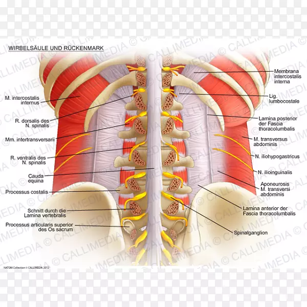 脊柱脊髓腰椎解剖椎弓根