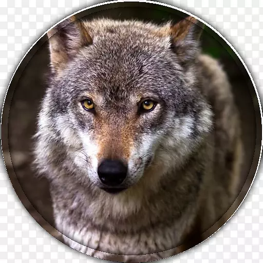 土狼西伯利亚哈士奇非洲野狗阿拉斯加克莱凯犬品种-小狗