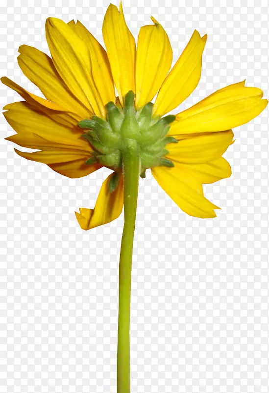 普通向日葵黄色剪贴画-花