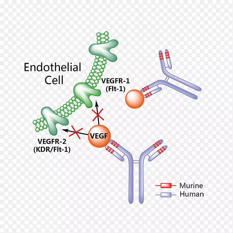 erenumab降钙素基因相关肽Galcanezumab偏头痛药物VEGF受体