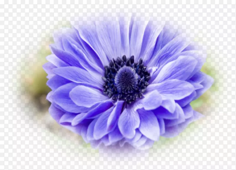 蓝紫罗兰菊摄影蓝紫罗兰
