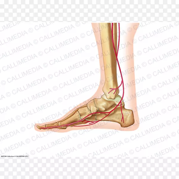 足踝人体解剖动脉-360度