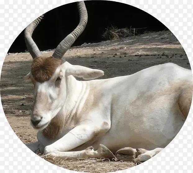 撒哈拉濒危物种羚羊非洲象沙漠