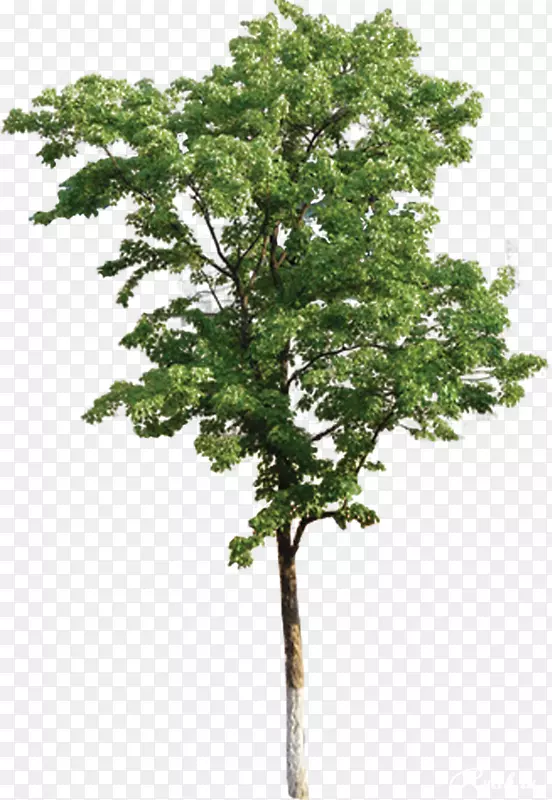 塔斯马尼亚蓝树胶树干摄影绿树