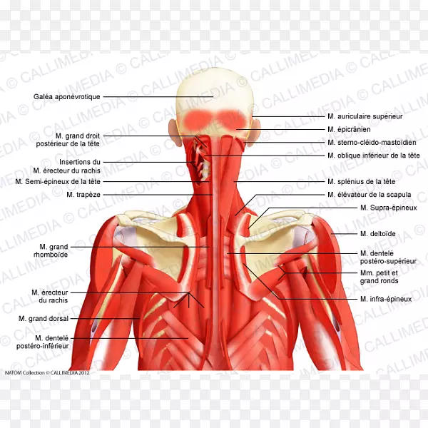 颈、头、颈后三角解剖人体肌肉颈肌