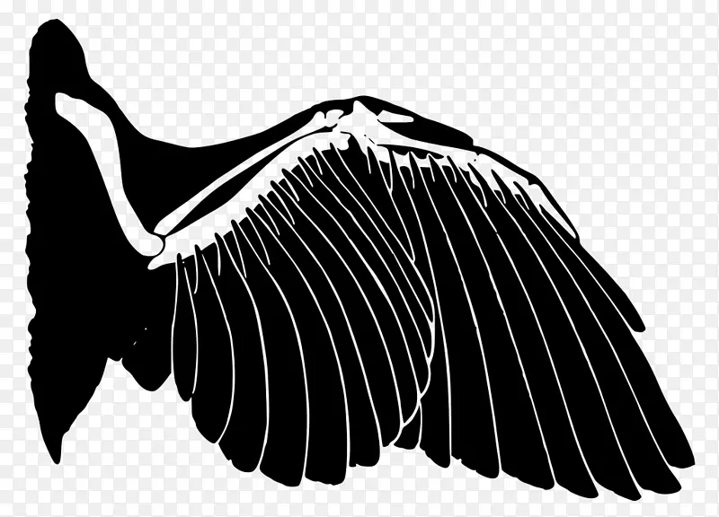 翅膀相似颜色鸟类类推收敛进化-鸟类