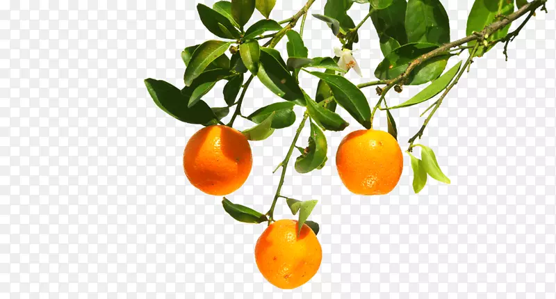 金银花橘子苦橙子
