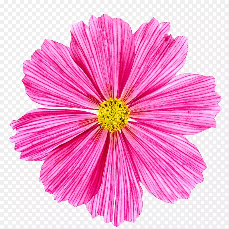 摄影粉红白花