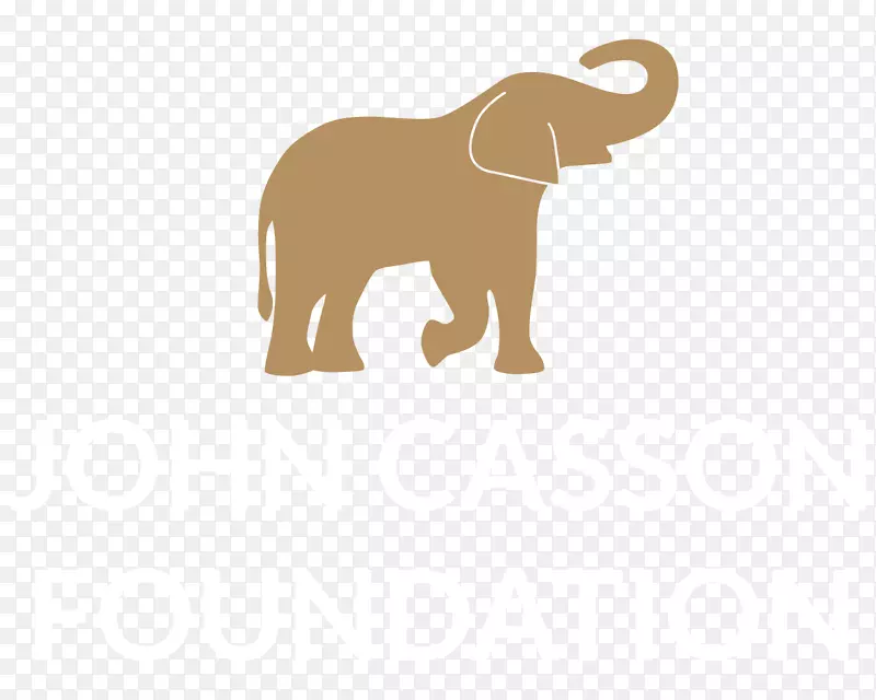 印度象非洲象大象菲利道烹饪学校动物金喇叭