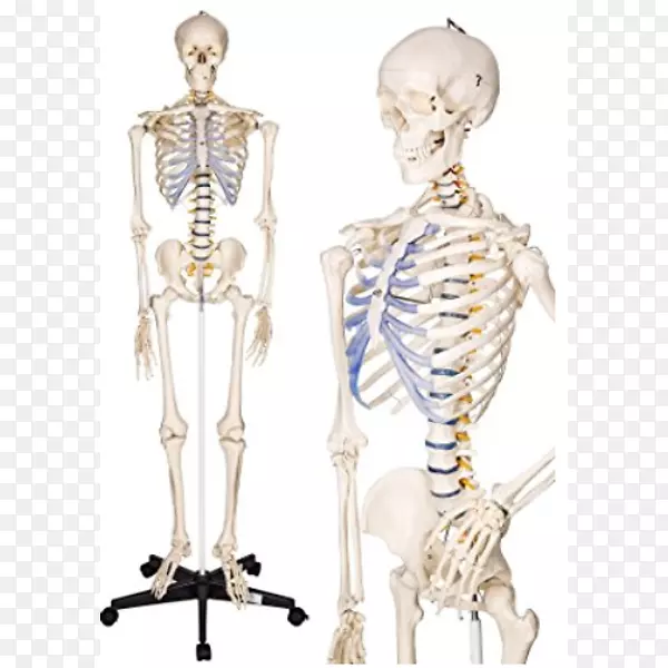 人体骨骼解剖人体骨骼系统-骨骼