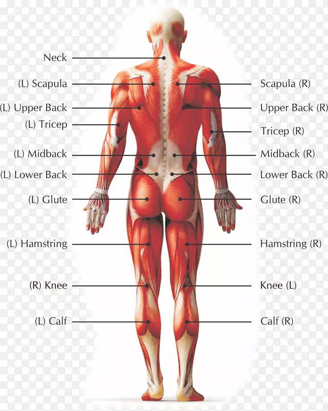 脊柱疼痛人腰背痛人体肌筋膜松解性背痛