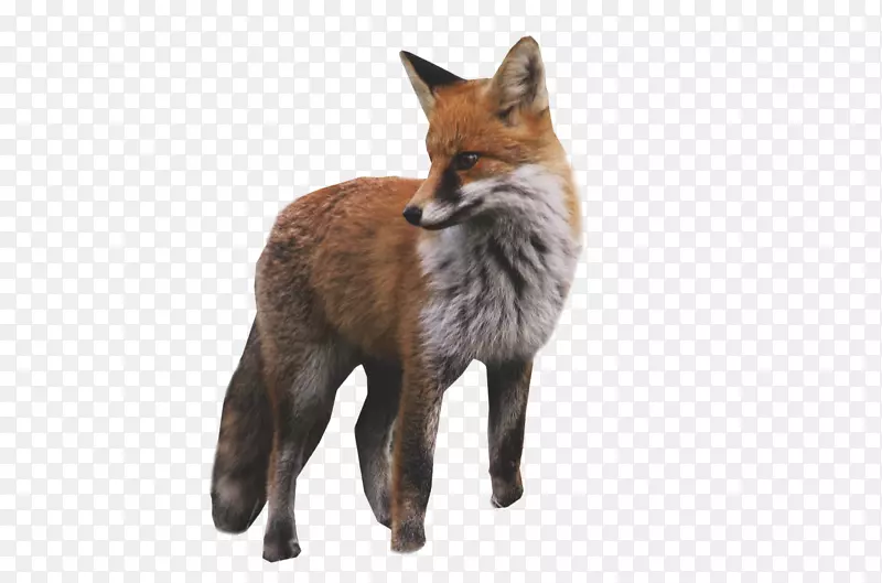 红狐北极狐包狐灰狐北极狐