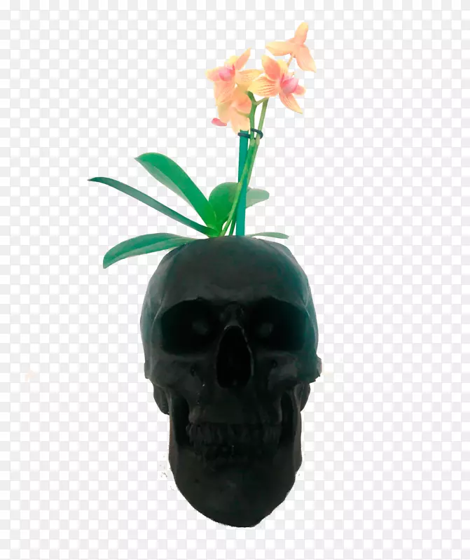 头骨花盆植物-头骨