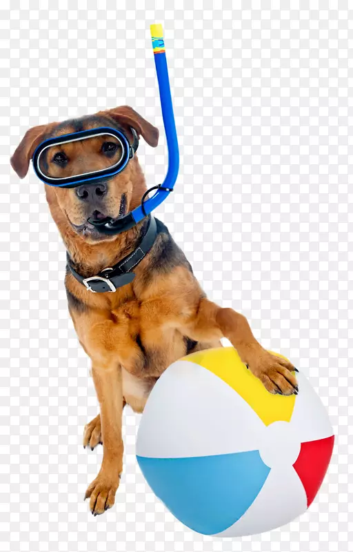 球犬养殖摄影版税-免费球