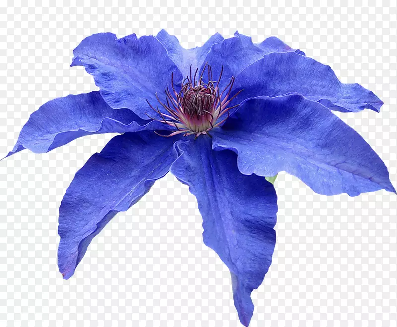 蓝花瓣花