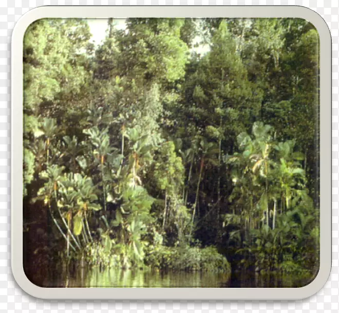 泥炭沼泽森林淡水沼泽森林热带雨林热带和亚热带针叶林-森林