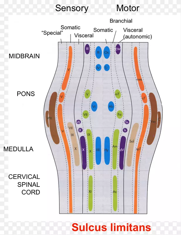 体感系统中枢神经系统神经解剖学脑神经-脑