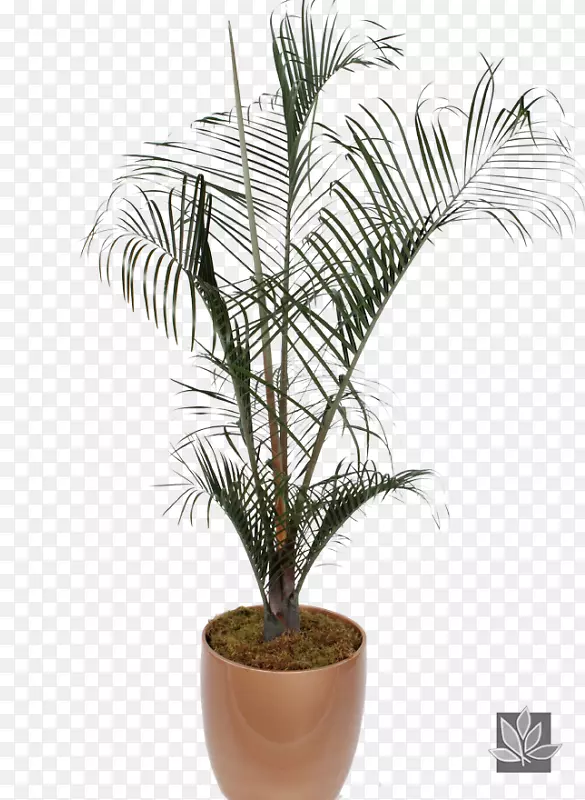槟榔科植物2018年花盆-枣棕榈
