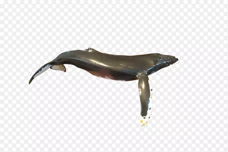 海豚动物群-海豚
