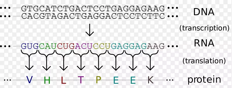 DNA RNA遗传学核酸序列测序-信息技术背景