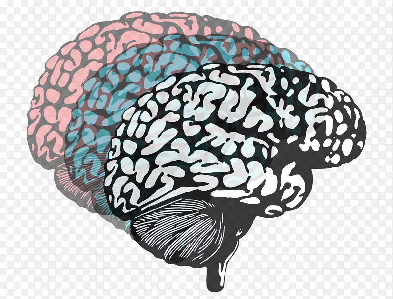 人脑功能的偏侧化神经影像学心理学-脑