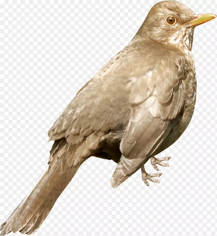 美洲麻雀鸟